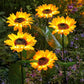 ⏳Time-Limited Special Price: ￡7.99!!⏰Sunflower Solar Garden Stake Led Lights🌻