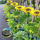 ⏳Time-Limited Special Price: ￡7.99!!⏰Sunflower Solar Garden Stake Led Lights🌻