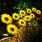 ⏳Time-Limited Special Price: ￡7.99!!⏰Sunflower Solar Garden Stake Led Lights🌻